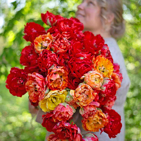 Фото Тюльпан махровый поздний Гудошник Дабл