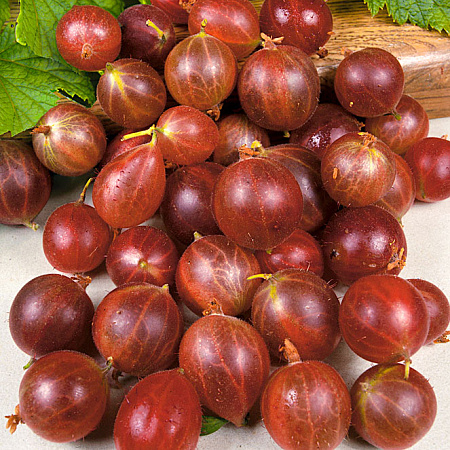 Фото Крыжовник Олави