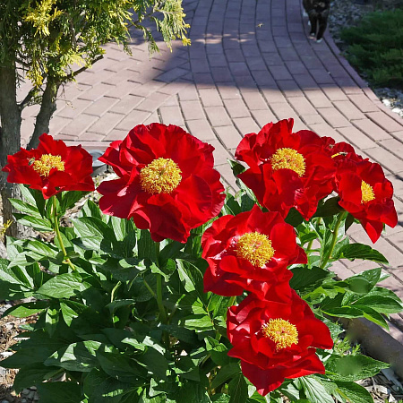 Фото Пион травянистый Макинак Гранд