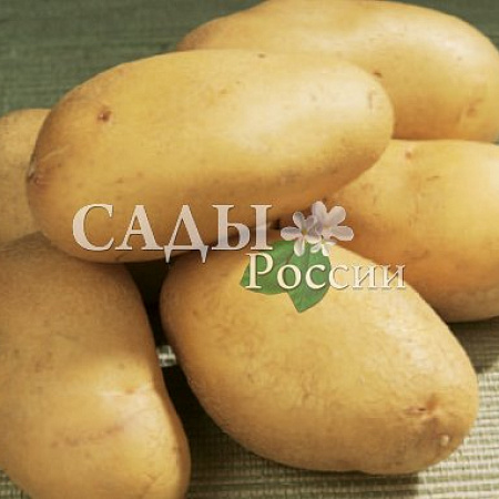 Выращивание картофеля Ласунок описание характеристики и отзывы | Наш сайт