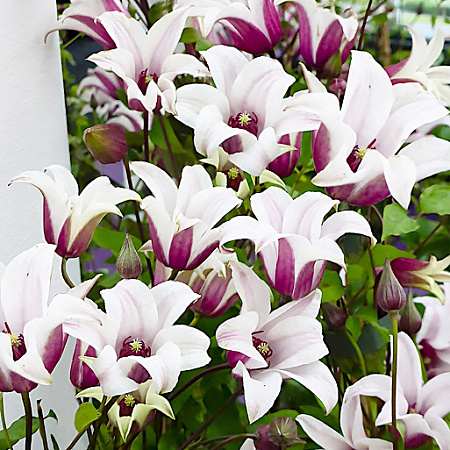 Фото Клематис Принцесс Кейт