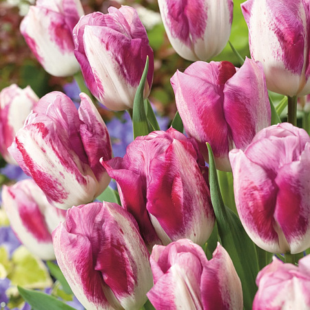 Фото Тюльпан Любопытство