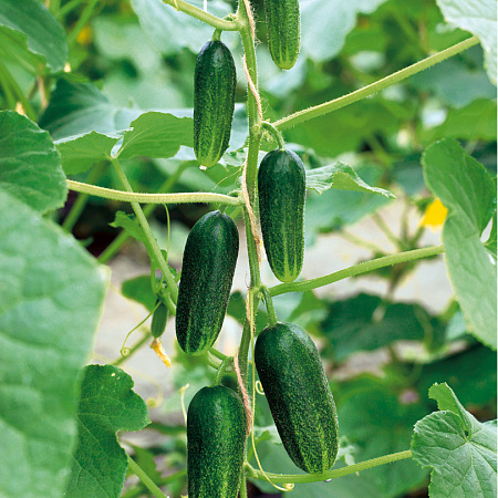 Фото Огурец Красавец F1