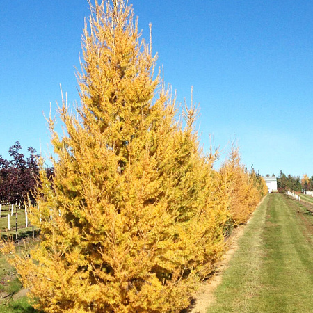 Фото Лиственница сибирская