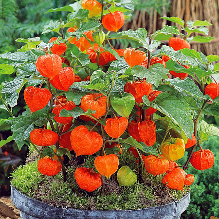 Фото Физалис Декоративный