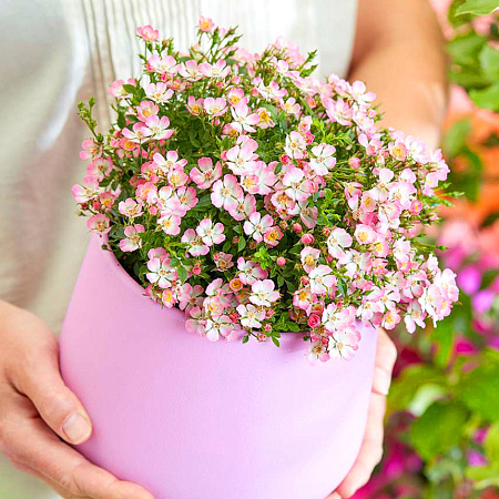 Фото Роза миниатюрная Кьюти Пай