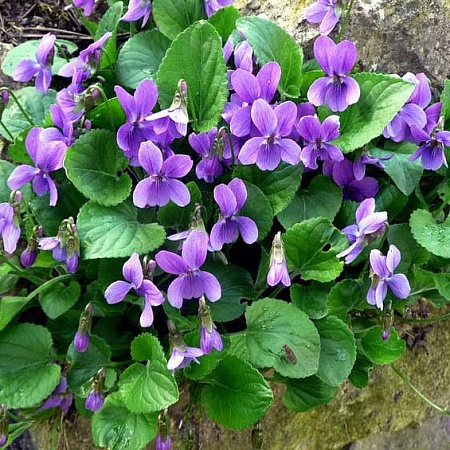 Фото Фиалка маньчжурская