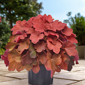 Гейхера Карнивал Синнамон Стик