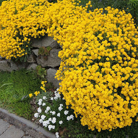 Фото Алиссум скальный