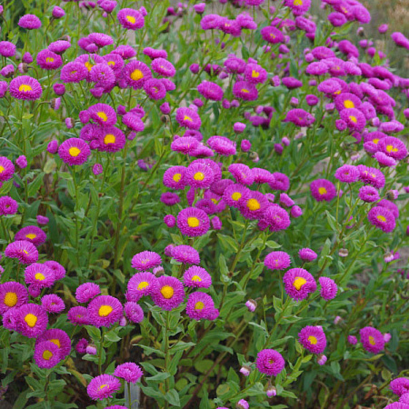 Фото Эригерон Фостер лайблинг