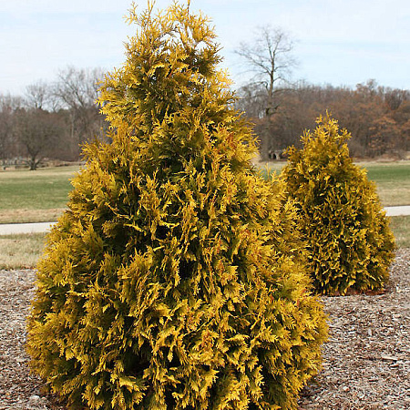 Фото Туя западная Санкист