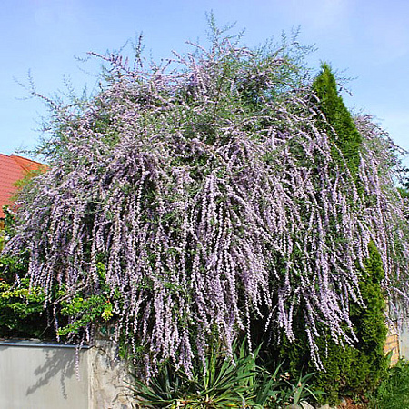 Фото Буддлея очереднолистная