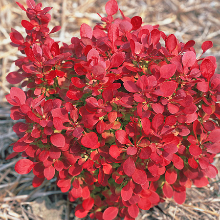 Фото Барбарис тунберга Лютин Руж