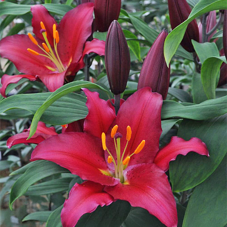 Фото Лилия восточная Бомбастик