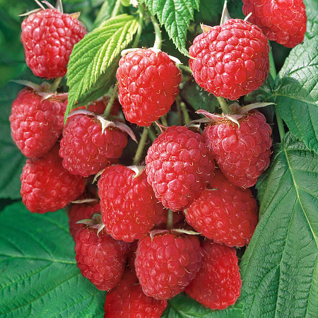 Фото Малина ремонтантная Химбо топ