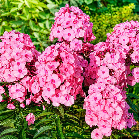 Фото Флокс метельчатый Хербствальцер