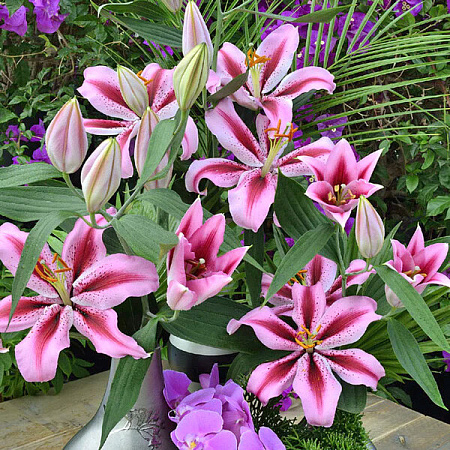 Фото Лилия восточная Джейберд