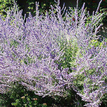 Фото Перовския Голубой Шпиль