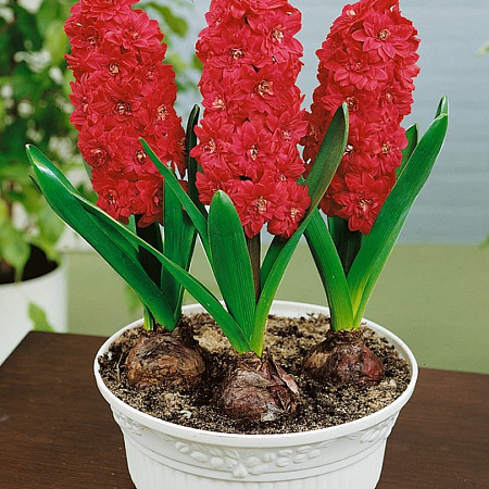 Фото Гиацинт Холлихок