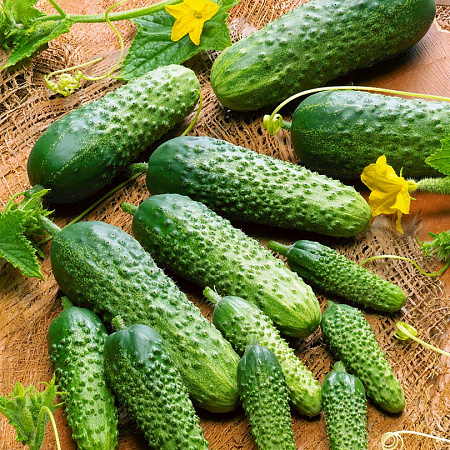 Фото Огурец Монисиа F1