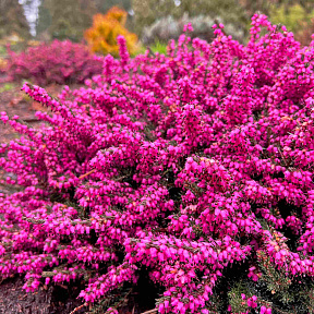 Эрика дарлиенская Крамерс Роут