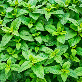 Мята Спиката колосистая