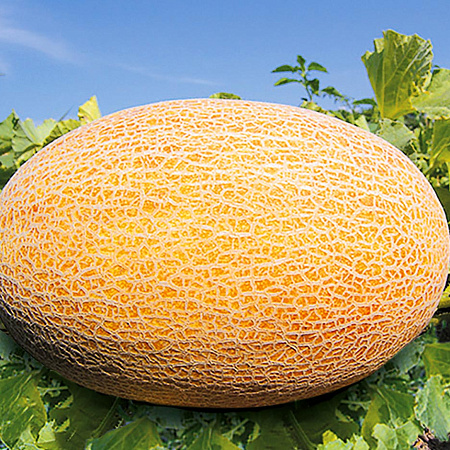 Фото Дыня Дакаро F1 3шт