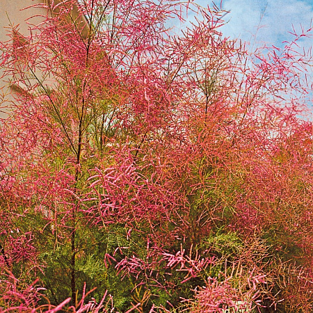 Фото Тамарикс Изящный