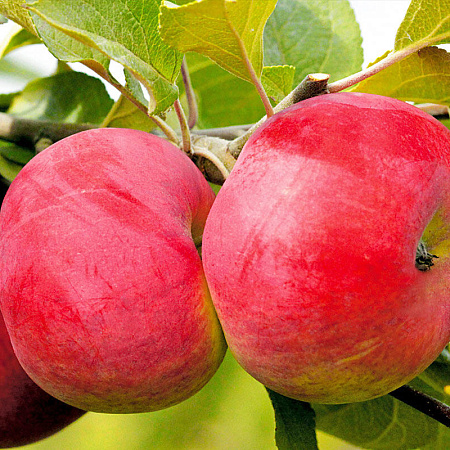 Фото Яблоня Розочка