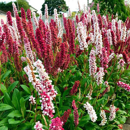 Фото Горец родственный Дарджилинг Ред