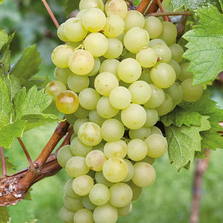 Фото Виноград Кеша I