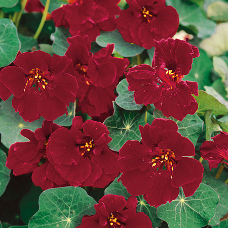 Фото Настурция Глим Махагон