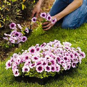 Петуния Мираж Сливовый Кристалл