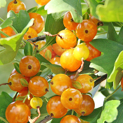 Смородина Солнышко