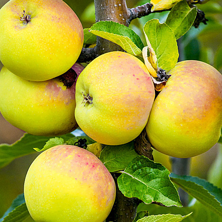Фото Яблоня Память Бирюкова