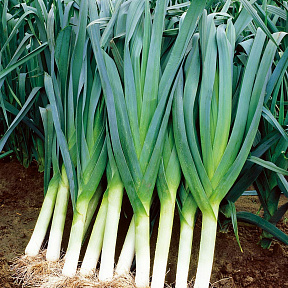 Лук-порей Коламбус