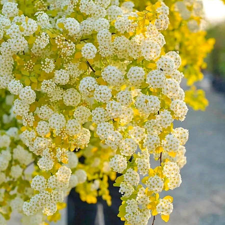 Фото Спирея Вангутта Голд Фаунтейн