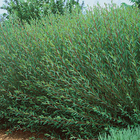 Фото Ива пурпурная Маяк