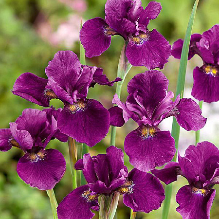 Фото Ирис сибирский Хаббард