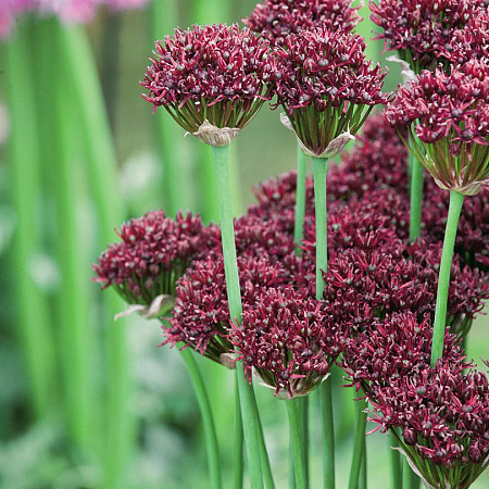 Фото Лук декоративный Атропурпуреум