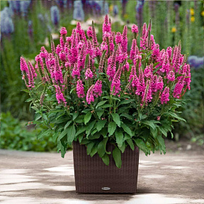 Вероника Ферст Лав