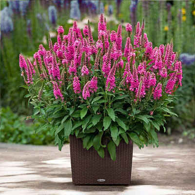 Вероника Ферст Лав