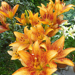 Лилия ЛА-гибрид Лонгвуд