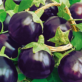 Баклажан Колобок F1