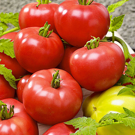 Фото Помидор Берберана F1