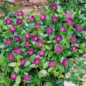 Барвинок малый Атропурпуреа