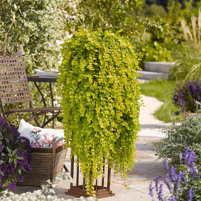 Вербейник (лизимахия) монетчатый Голдилокс