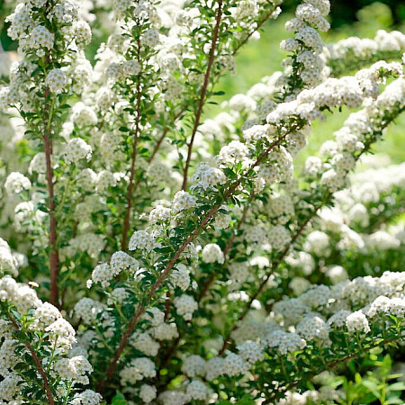 Фото Спирея ниппонская Джун брайд