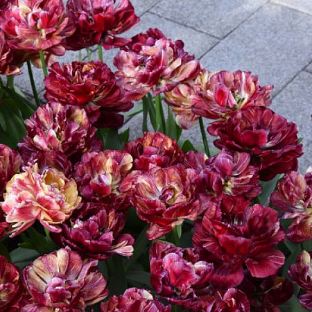 Фото Тюльпан Ночной дозор