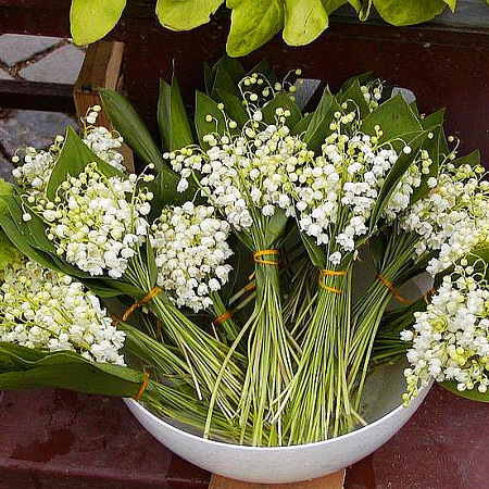 Фото Ландыш Белый